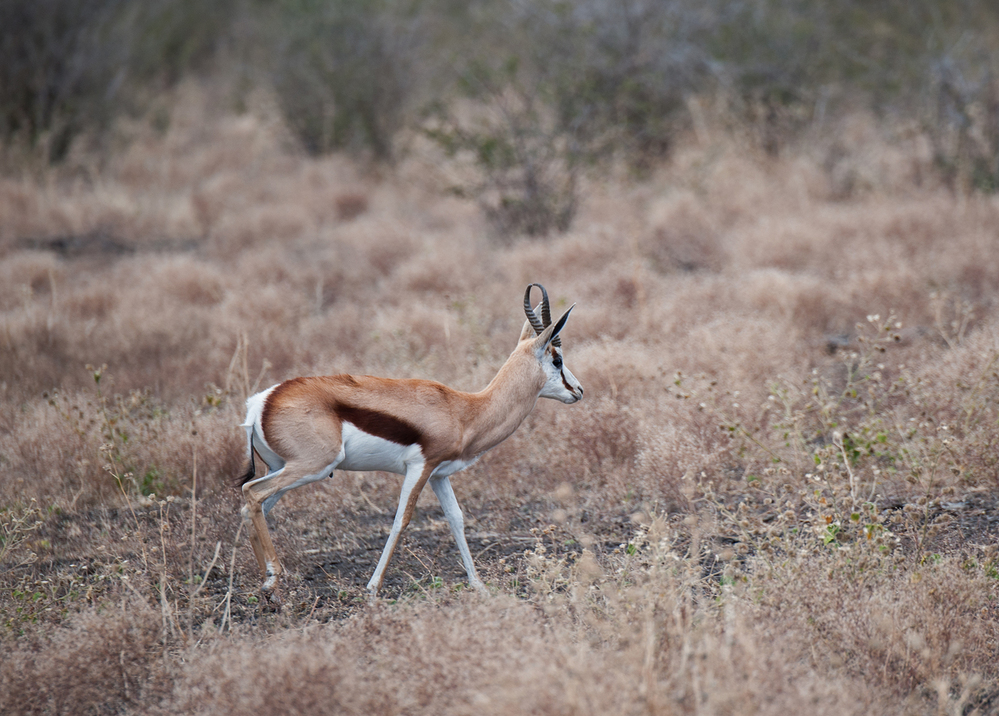 Madikwe Game Reserve Springbok